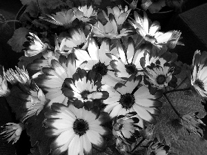 cineraria, blue, White