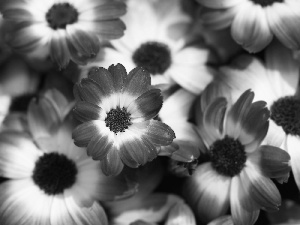 cineraria, purple, White