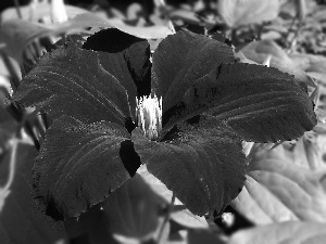 Flowers, Clematis