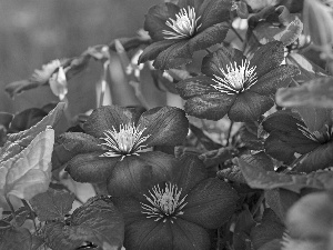 Flowers, Clematis