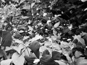 Clematis, Violet, traveller