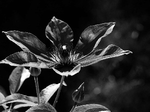 Violet, Clematis