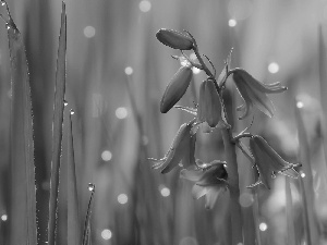 bell, grass, Close, drops