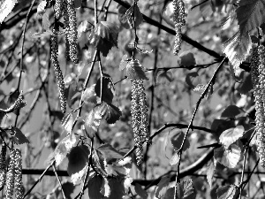 Blossoming, Spring, Close, birch-tree