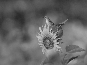 Close, Sunflower, birdies