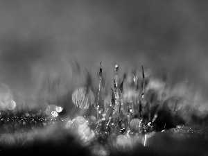 Close, Bokeh, lichens, blades, mosses