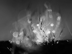 Close, Bokeh, lichens, blades, mosses