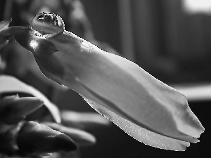 bud, drop, Close, Forsythia