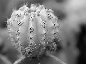 Close, Yellow, Cactus