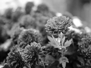 Chrysanthemums, Close