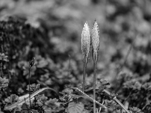 crocuses, Spring, Close, plants