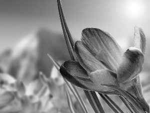 crocuses, Close