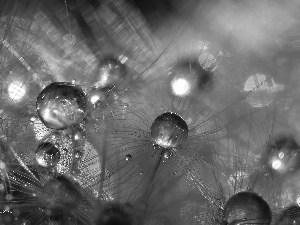 Close, dandelion, common, drops, puffball