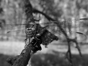 branch, dragon-fly, Close