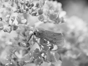 Close, moth, Flowers