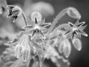 borage, Pink, Flowers