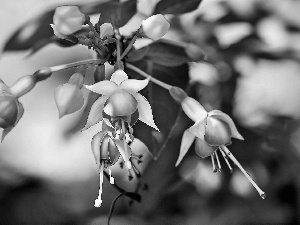 Close, Flowers, fuchsia