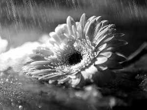 Gerbera, drops, Close, Rain