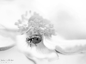 Yellow, White, ladybird, anemone, Colourfull Flowers, rods, Close