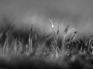 Close, mosses, lichens