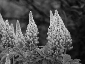 lupine, Close