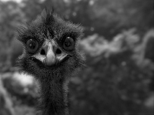 ostrich, The look, Close, Head