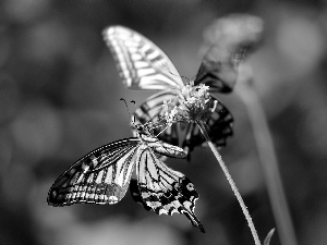 Close, butterfly, plant