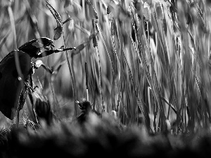 Close, ladybird, plants