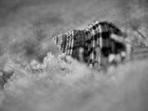 shell, Bokeh, Close, snow