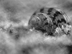 shell, Bokeh, Close, snow