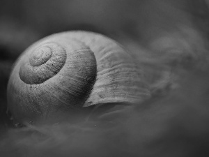 Close, shell, snail