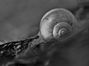 Close, shell, snail