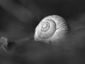 Close, shell, snail