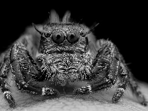 blue, Zebra Jumper, Close, Spider