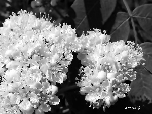 Close, Spring, Flowers, rowan, White