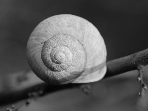 Close, shell, twig