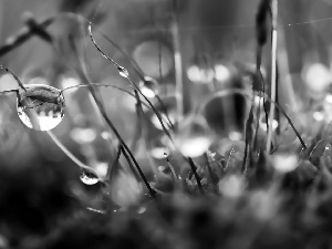 drops, Close, Twigs, Web, Moss