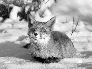 closed, Eyes, ginger, fox, winter