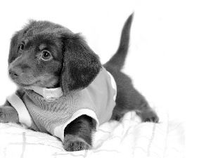 honeyed, clothes, dachshund, doggie