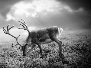 clouds, deer, antlers