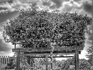 clouds, flower, Bush