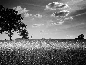 clouds, trees, cereals