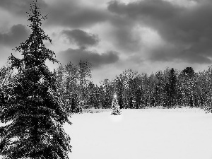 Spruces, winter, Christmas, clouds, christmas tree, snow