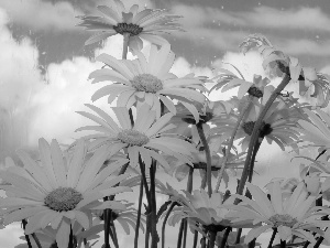 daisy, clouds