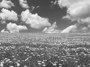 clouds, Meadow, dandelions