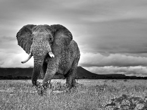 clouds, Elephant, dark