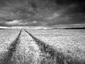 Field, clouds