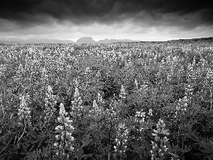 clouds, lupine, Field