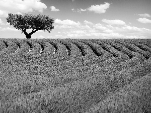 Field, trees, clouds, lavender