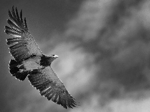 clouds, eagle, flight